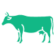 Cow Feeds